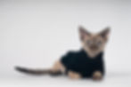 Capricorn cat wearing a hoodie portrait on light background