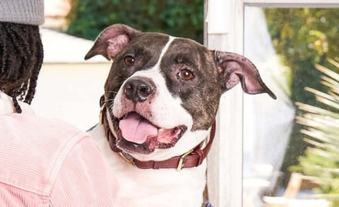 close up on pitbull dog wearing merci collective collar