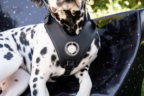 Dalmatian dog wearing merci collective harness