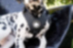 Good Vibration Harness on Dalmatian dog featuring Howlite Crystal