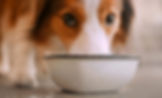 DOG DRINKING WATER FROM COMMUNAL BOWL