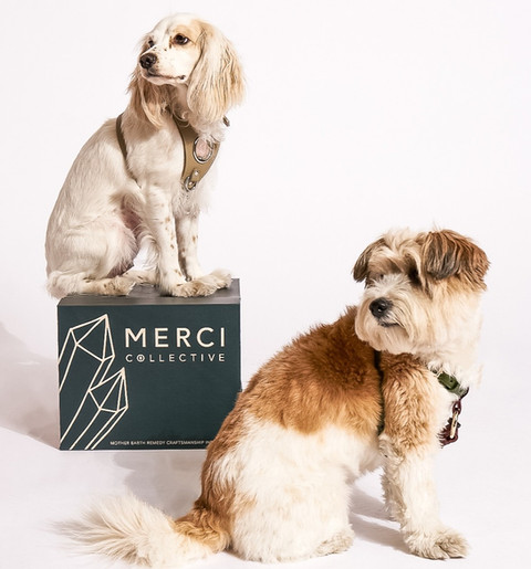 two cute small dog seating next to merci collective packaging