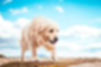 labrador dog walking on the beach 